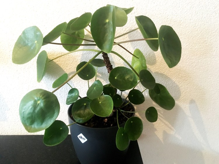 Pannekoekenplant-Makkelijke-kamerplanten